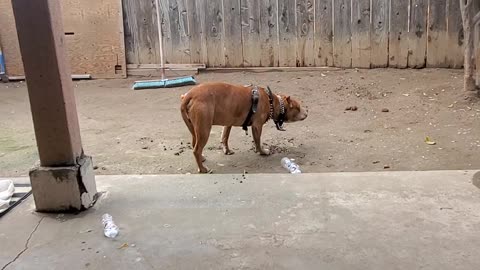 Nasty pitbull eats dirt