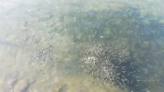 Hungry fish