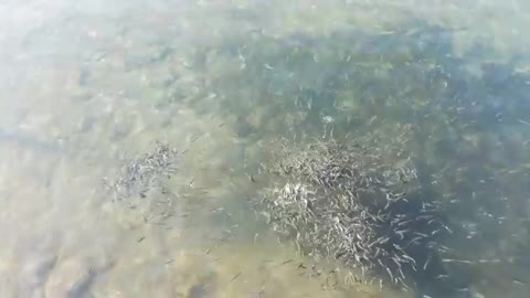 Hungry fish