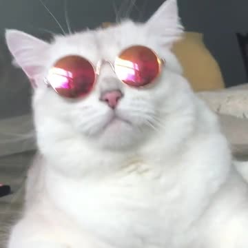 what if a cat wear your glasses - fashion