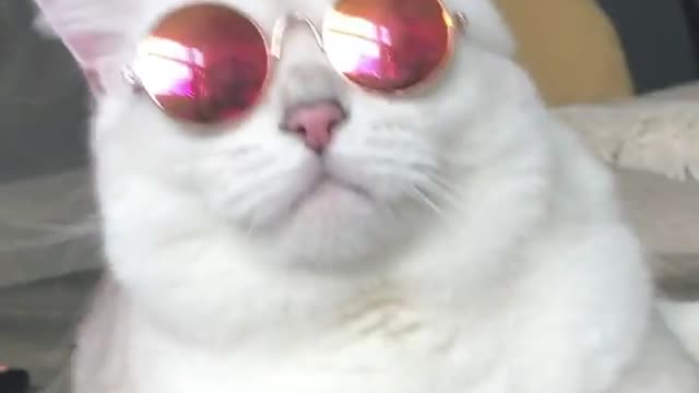 what if a cat wear your glasses - fashion