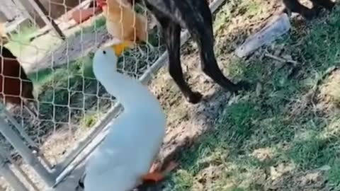 Duck 🦆 And Dog 🐕