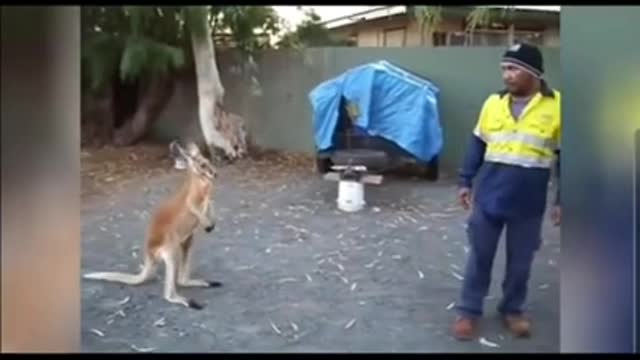 Kangaroo fights with human funny animal video animal prank