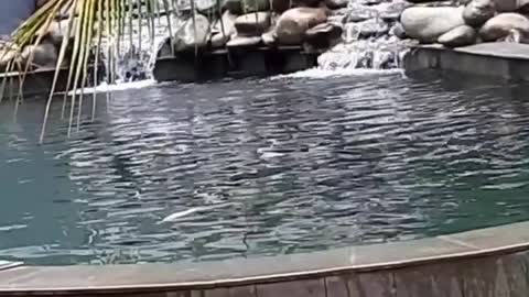 koi fish pond