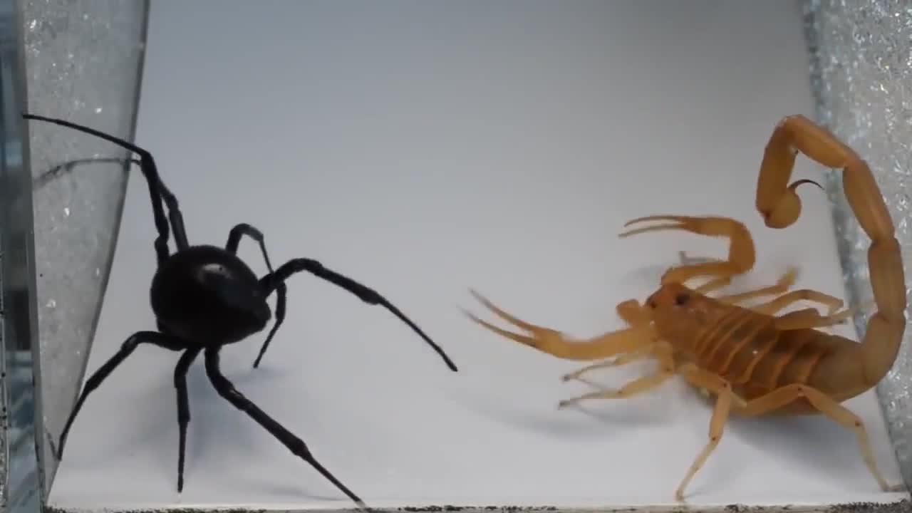 Scorpio and "Black Widow" were brought together in a deadly duel.