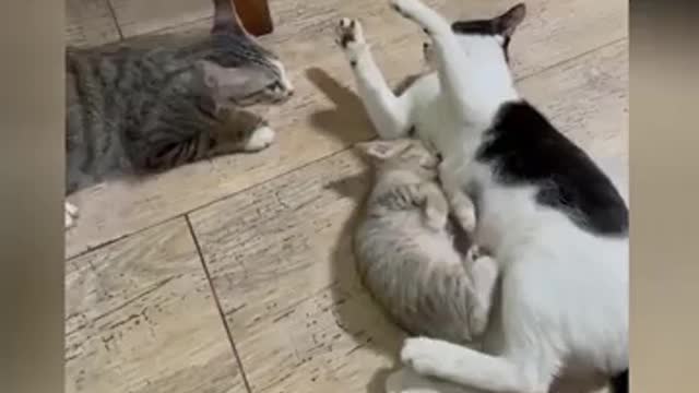 Funny cats 😂😂