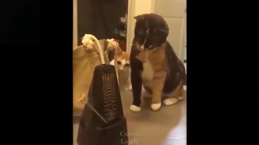 animals having fun..so cute.