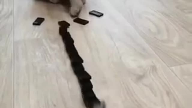 Funny cat | cat dominos | This is so funny cat | like this