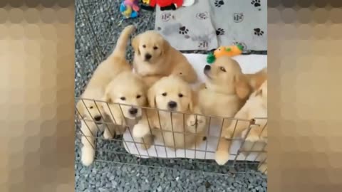 Too many cute puppies