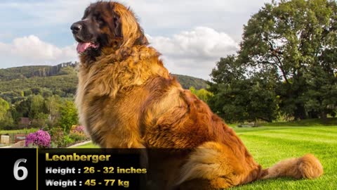 Top 10 biggest dog breeds