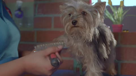 Dog groomer working with a little dog