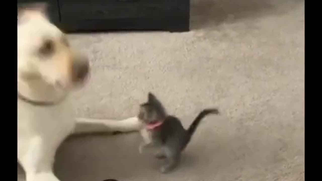 Funny Cats