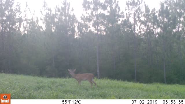 Trail Camera 1