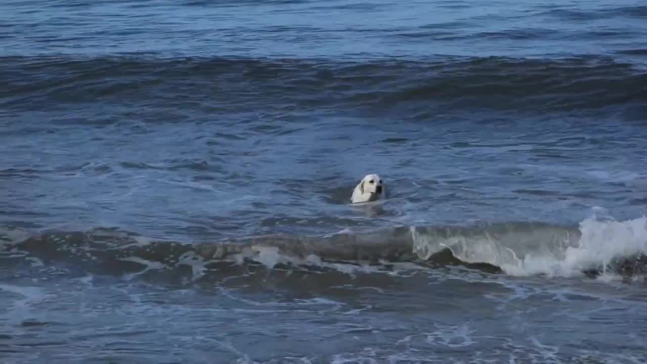 Seal Meets Dog