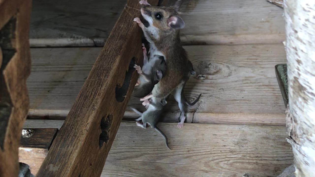 Mama Mouse and Babies Look for a Home