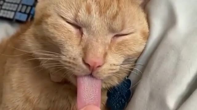 cat with out tongue