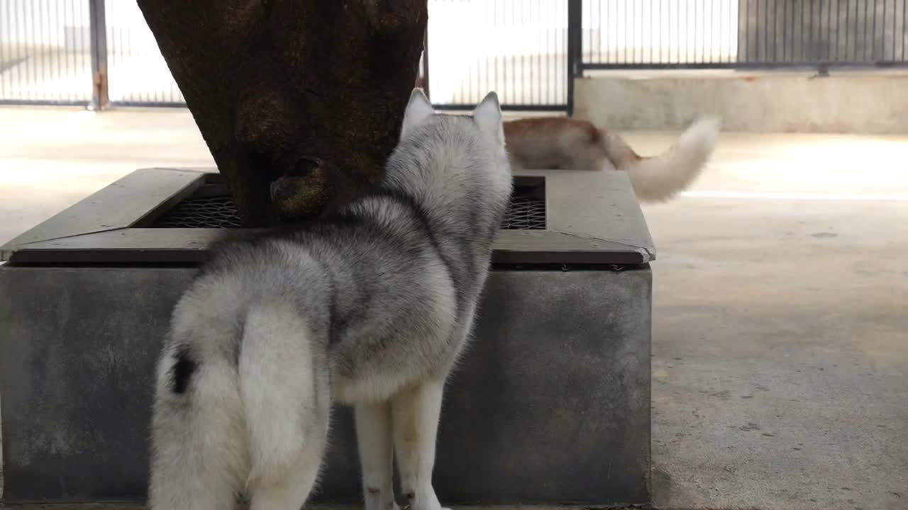 Two Siberian Husky Dog Playing Outdoors