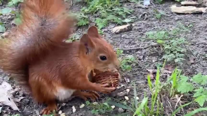 Squirrel Eating Food Nuts #squirrelnutsvideo