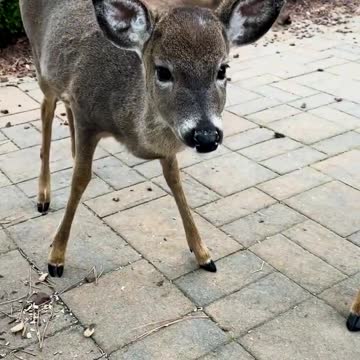 WATCH : This Deer Stop For A Bite Of Breakfast 😍