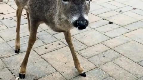 WATCH : This Deer Stop For A Bite Of Breakfast 😍