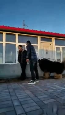 Very Big Boy (Tibetan Mastiff)Очень большой мальчик( Тибетский мастиф)