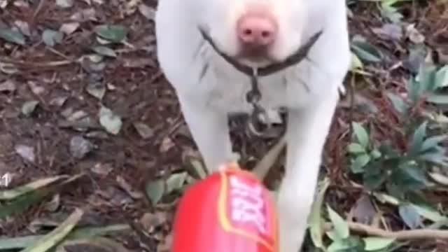 dog fight videos Chicken VS Dog Fight - funny animal funny videos