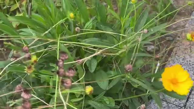 These yellow flowers are very beautiful