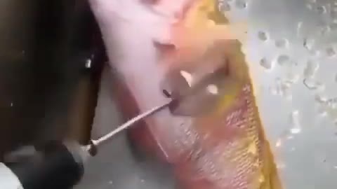 This is a beautiful and charming water-dwelling species