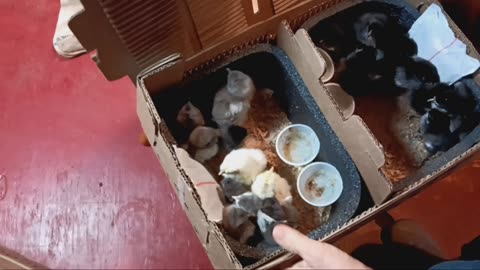 New chick's in the mail!