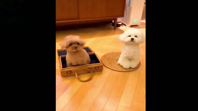 Shiba🐕🐕 funny dog videos