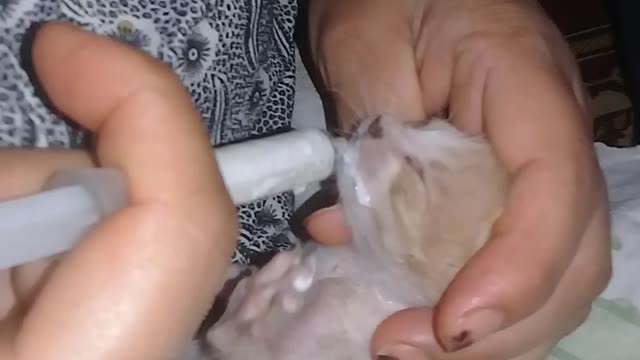 Watch this woman breastfeed beautiful kittens because their mother died and left them something sad