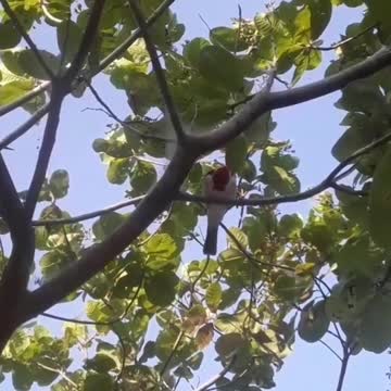 Cardinal bird came to visit my backyard!♾