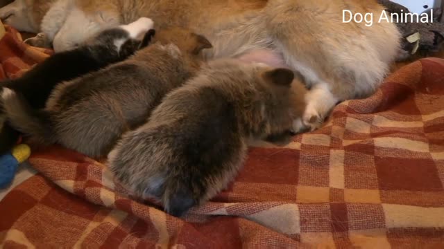 Cute Puppy Baby Dogs