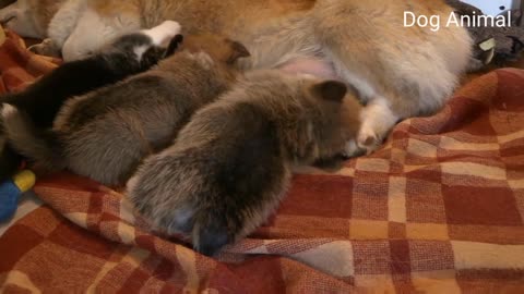 Cute Puppy Baby Dogs