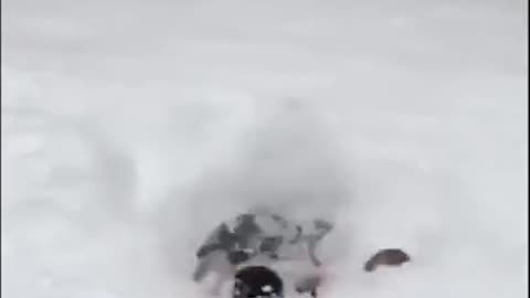 Dog playing snow😍😍😍