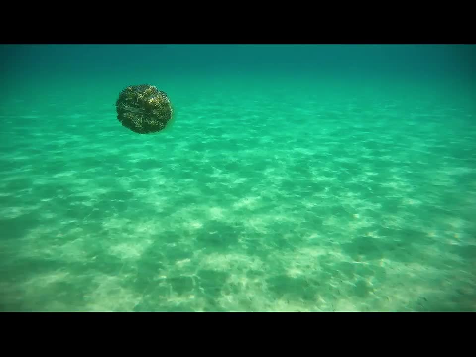 Swimming around jellyfish in Aegean sea