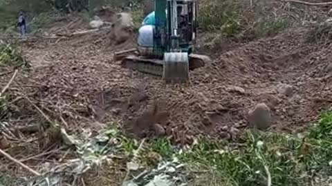 workers chopping wood in the forest