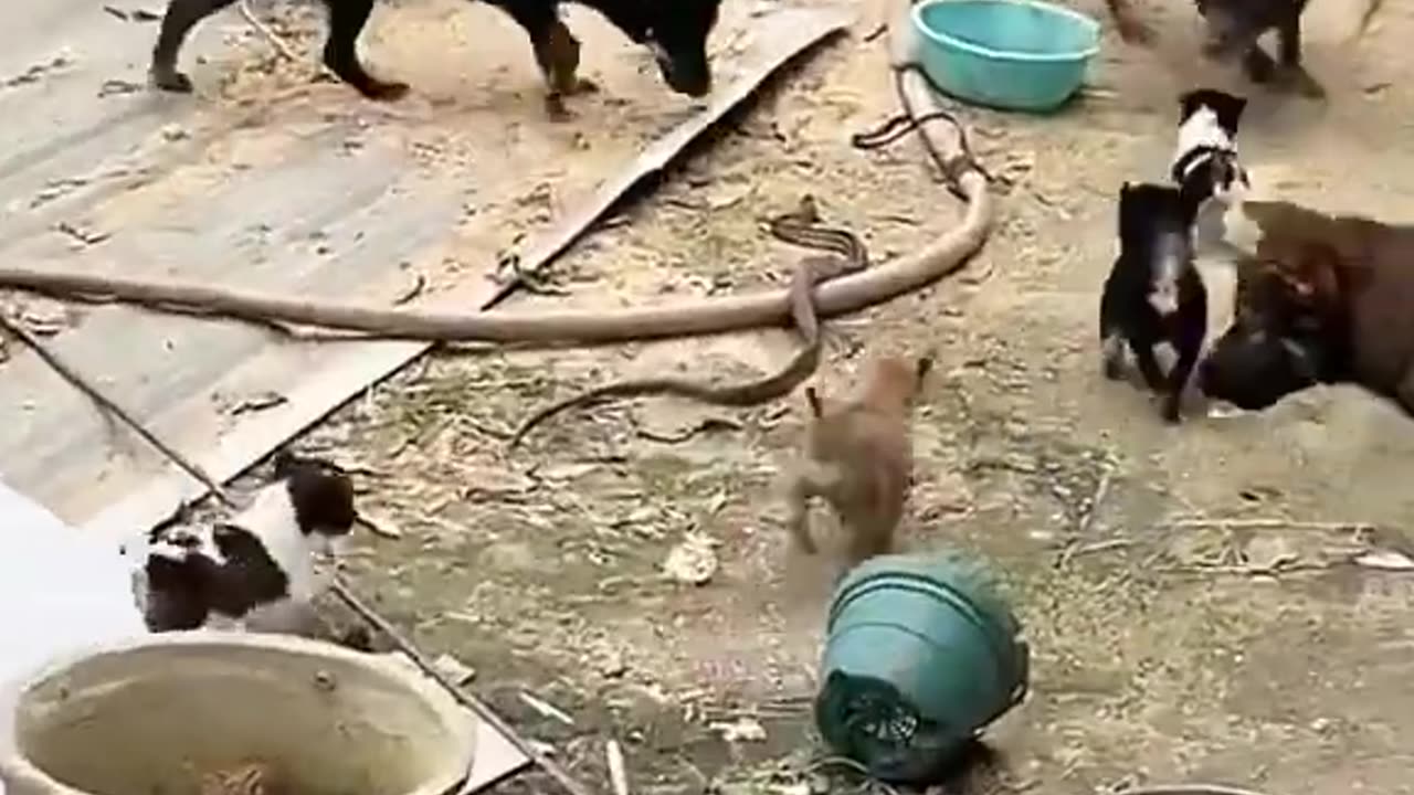 Adult_Dogs_protecting_puppies_from_Snake(480p)