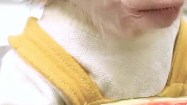 Small monkey baby