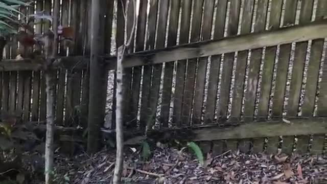 Guy in orange floral shirt runs at wooden fence and breaks it down