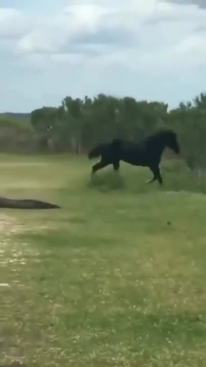 Scooterdriver helps woman catch her runaway horse