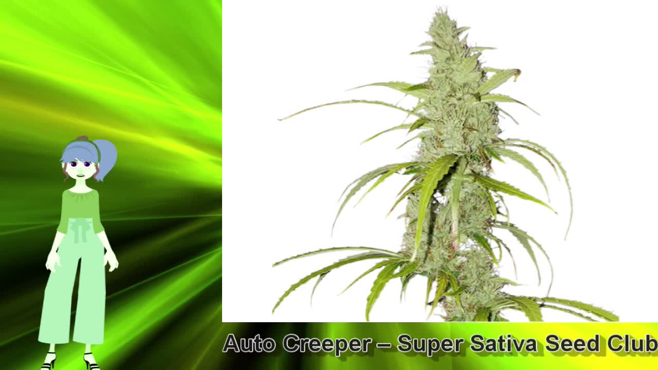 Auto Creeper – Super Sativa Seed Club