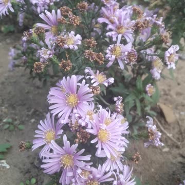 Purple Chrysanthemums