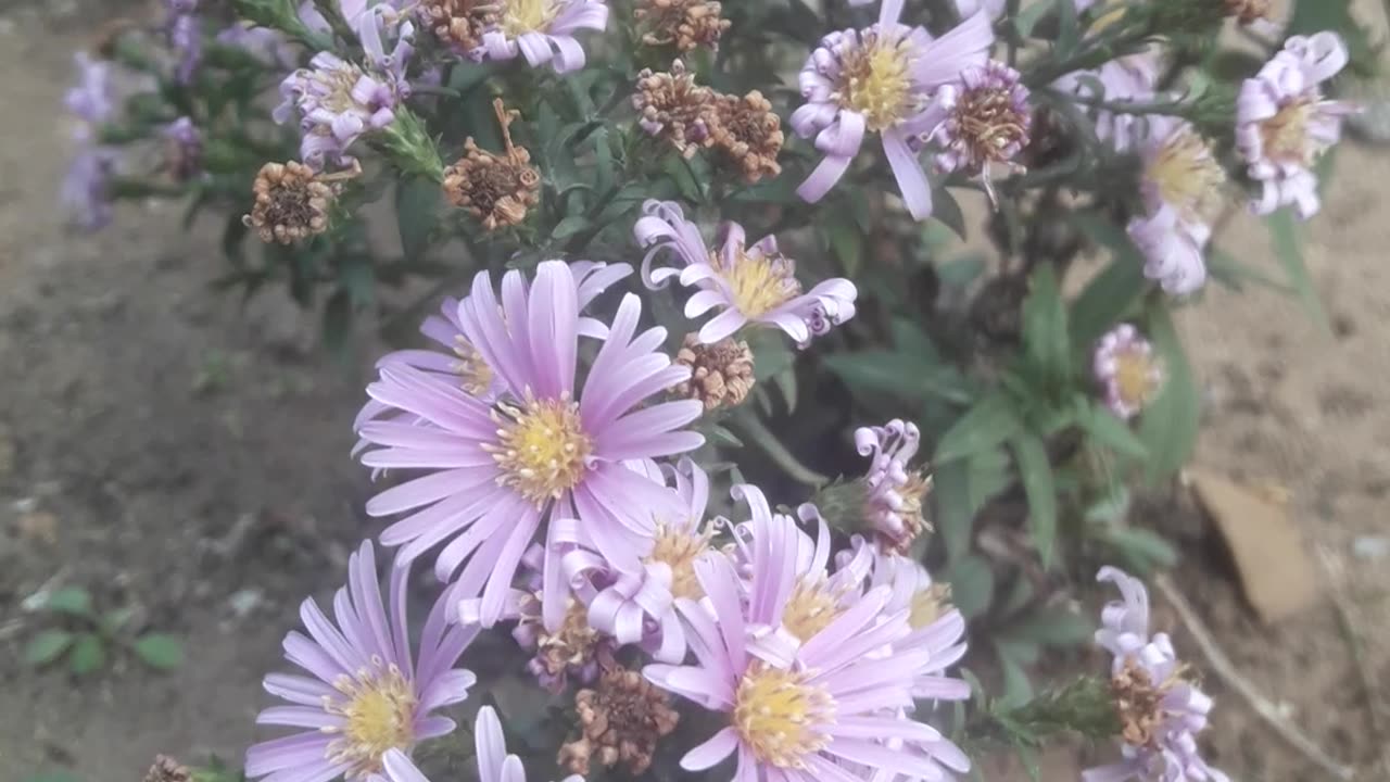 Purple Chrysanthemums