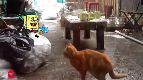 save me !! The lazy cat chases the mouse, which one will Spongebob help?