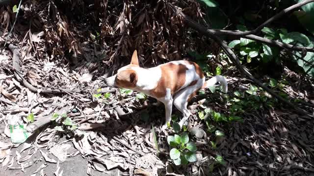 The dog defecating and covered it after finish