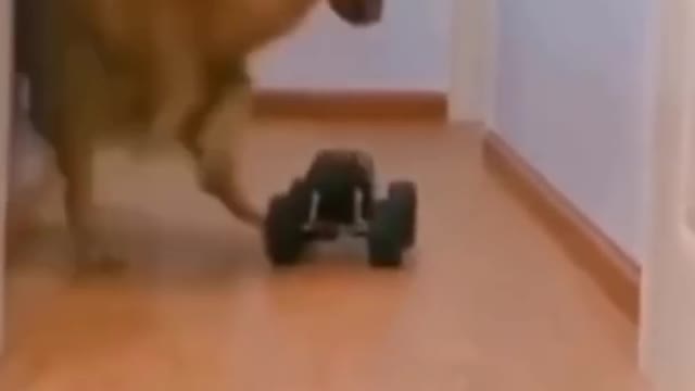 Dog and remote control car