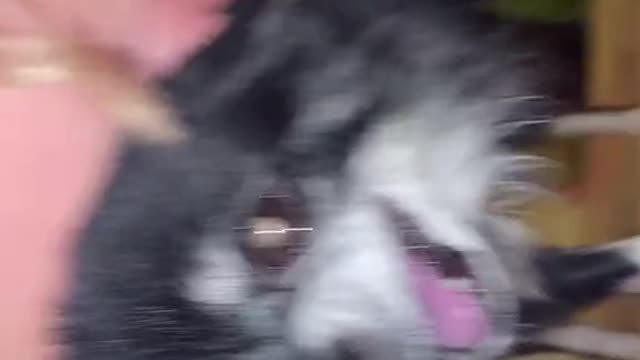 Omg so angry dog so funny video more video subscribe channel
