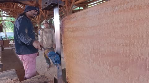 very extreme sawing giant red wood at sawmill factory