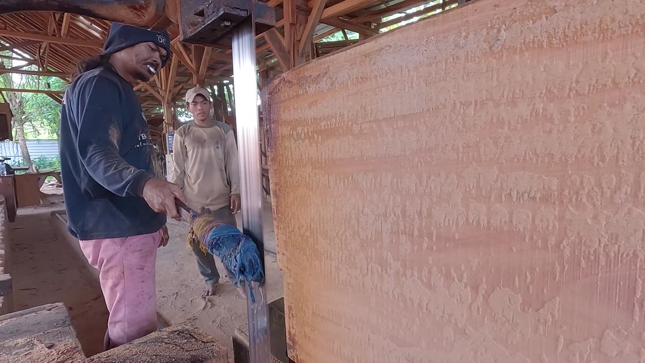 very extreme sawing giant red wood at sawmill factory